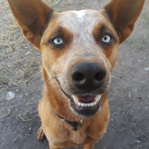 Meet your Posher, Lucas